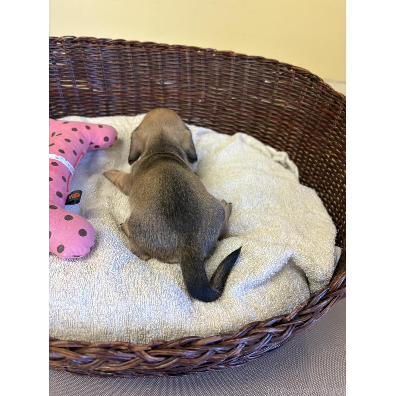 販売中の愛知県のミニチュアダックスフンド(スムースヘアード)-426353の3枚目