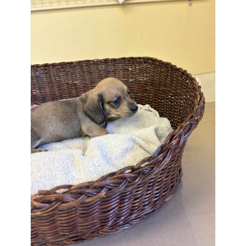 販売中の愛知県のミニチュアダックスフンド(スムースヘアード)-426353の2枚目