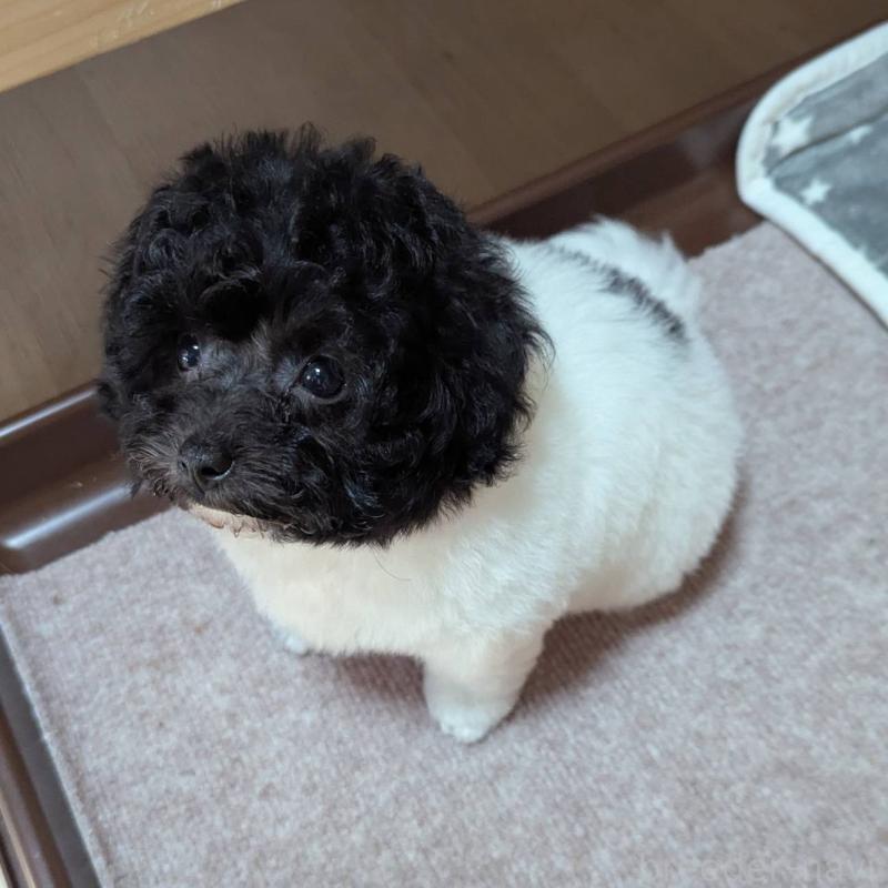 販売中の北海道のティーカッププードル-417937