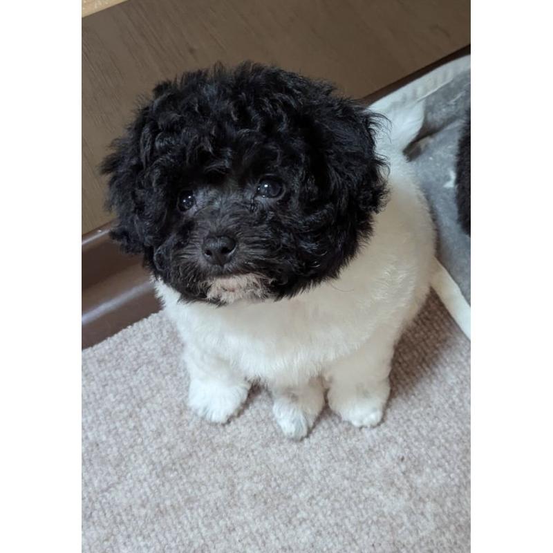 販売中の北海道のティーカッププードル-417937の4枚目