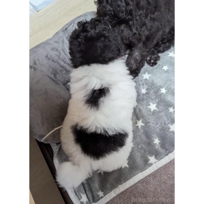 販売中の北海道のティーカッププードル-417937の3枚目