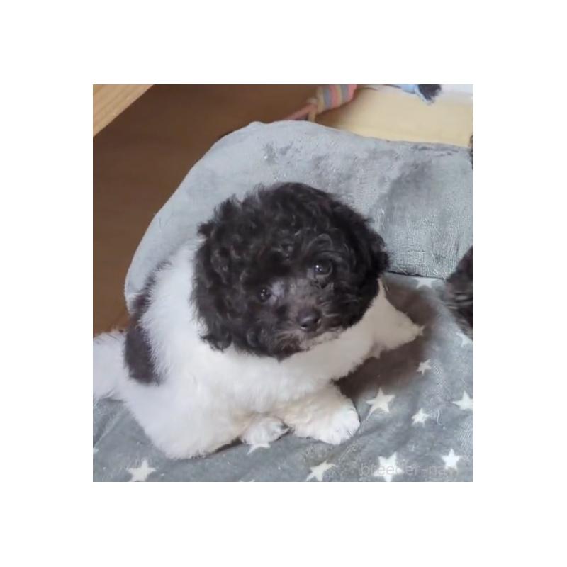 販売中の北海道のティーカッププードル-417937の2枚目