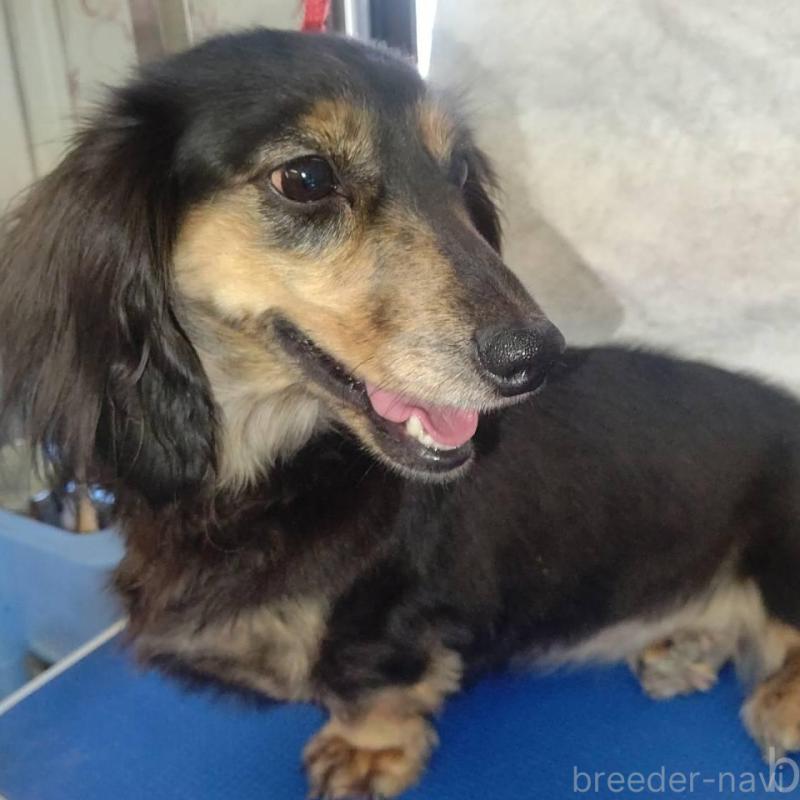 販売中の宮崎県のミニチュアダックスフンド(ロングヘアード)-426354