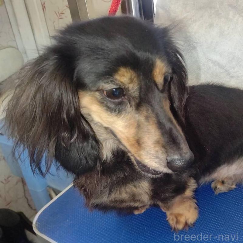 販売中の宮崎県のミニチュアダックスフンド(ロングヘアード)-426354の2枚目