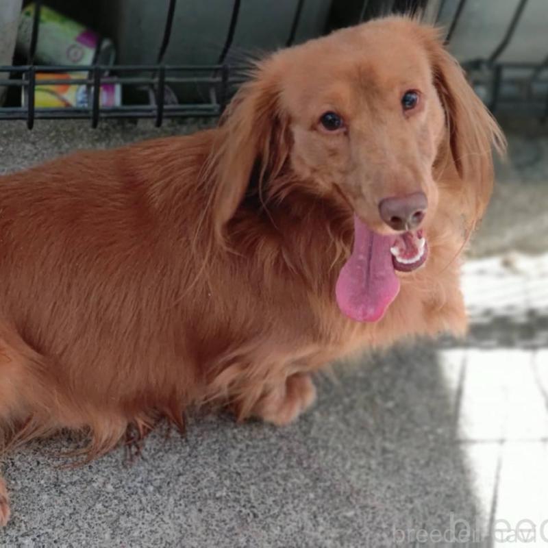 販売中の宮崎県のミニチュアダックスフンド(ロングヘアード)-426355の1枚目