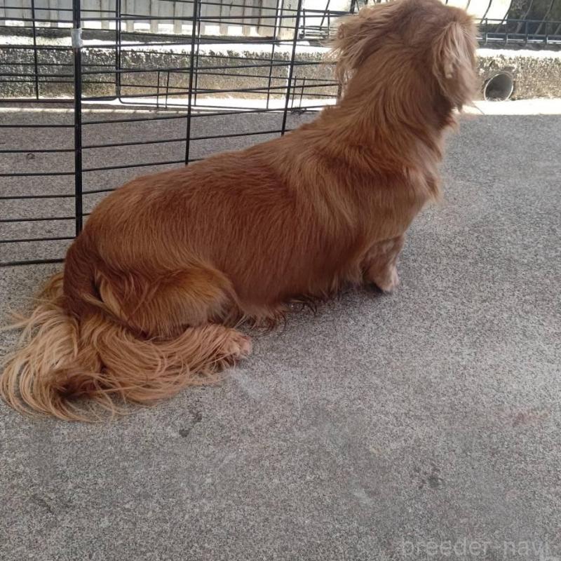 販売中の宮崎県のミニチュアダックスフンド(ロングヘアード)-426355の2枚目