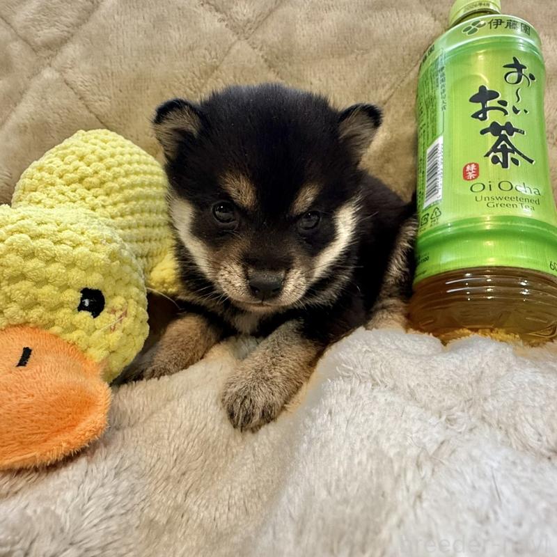 販売中の千葉県の豆柴-426358