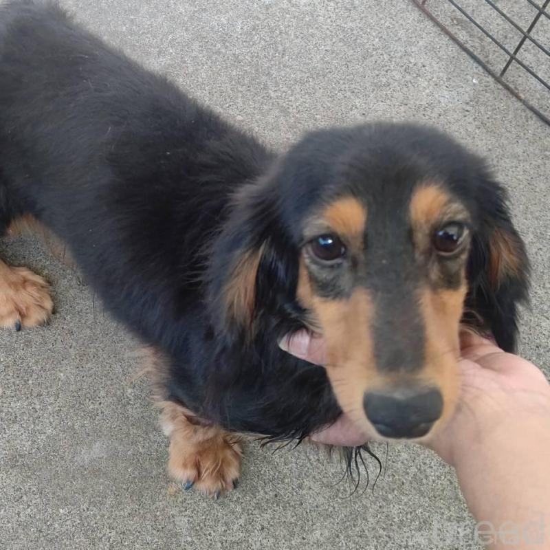 販売中の宮崎県のミニチュアダックスフンド(ロングヘアード)-426357