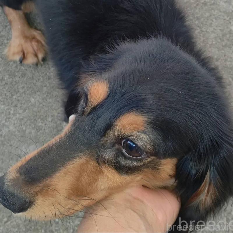 販売中の宮崎県のミニチュアダックスフンド(ロングヘアード)-426357の2枚目