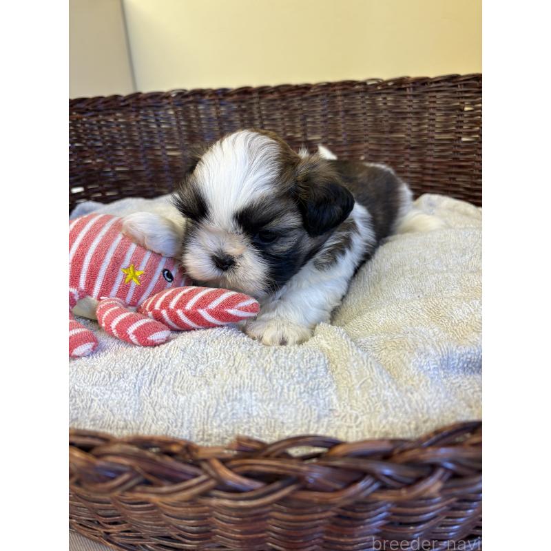 販売中の愛知県のシーズー-426360の4枚目