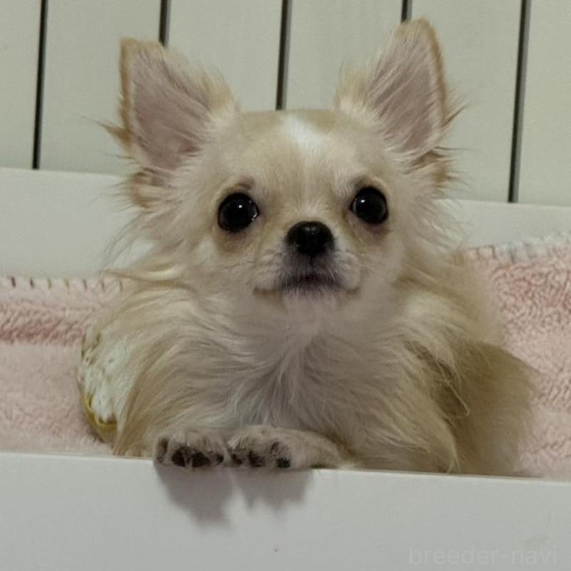 販売中の埼玉県のチワワ(ロングコート)-425583