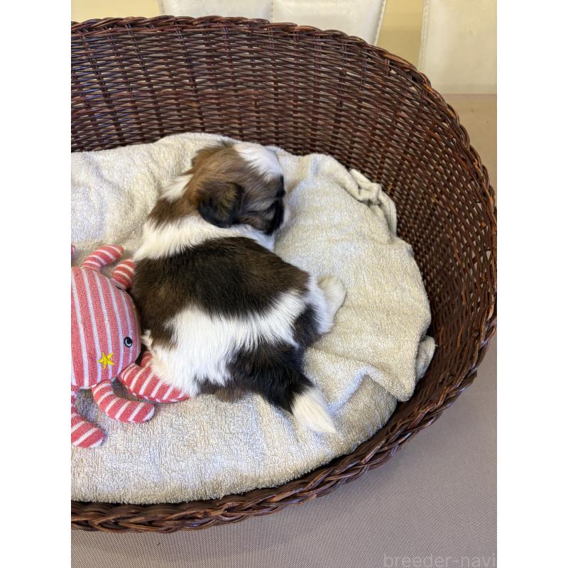 販売中の愛知県のシーズー-426360の3枚目