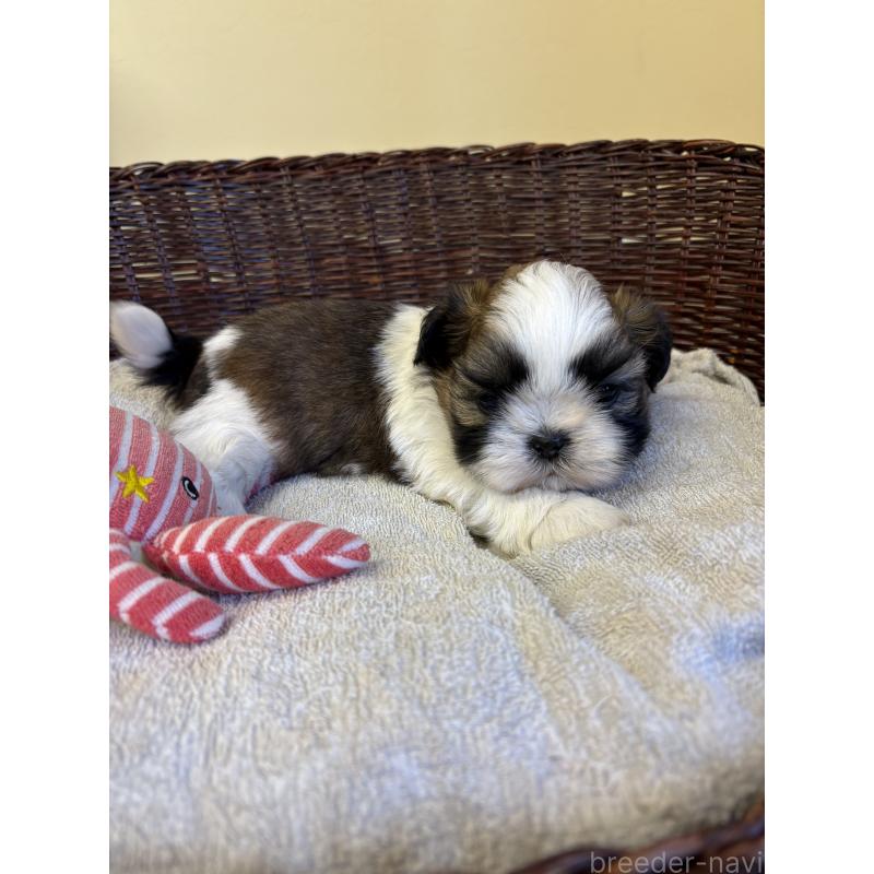 販売中の愛知県のシーズー-426360の2枚目