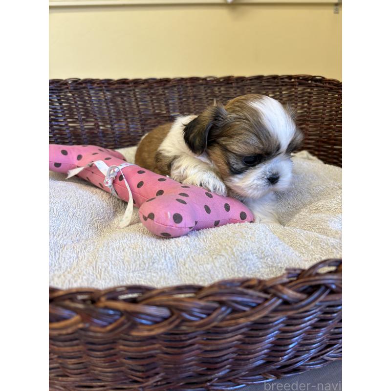 販売中の愛知県のシーズー-426361の5枚目