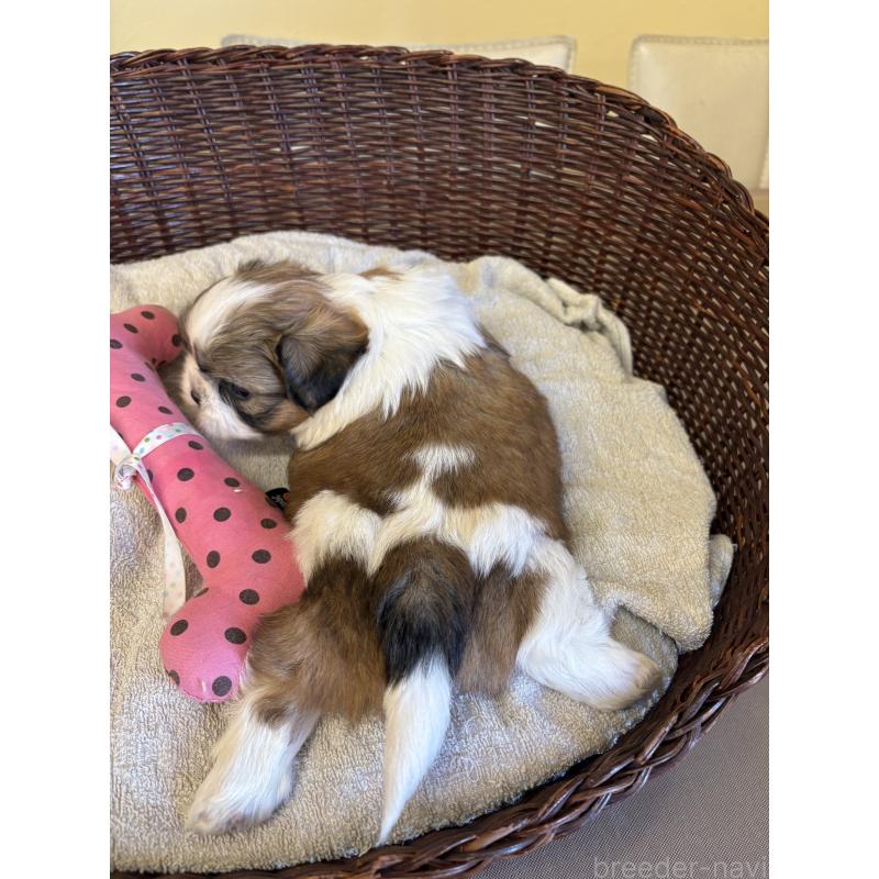 販売中の愛知県のシーズー-426361の4枚目