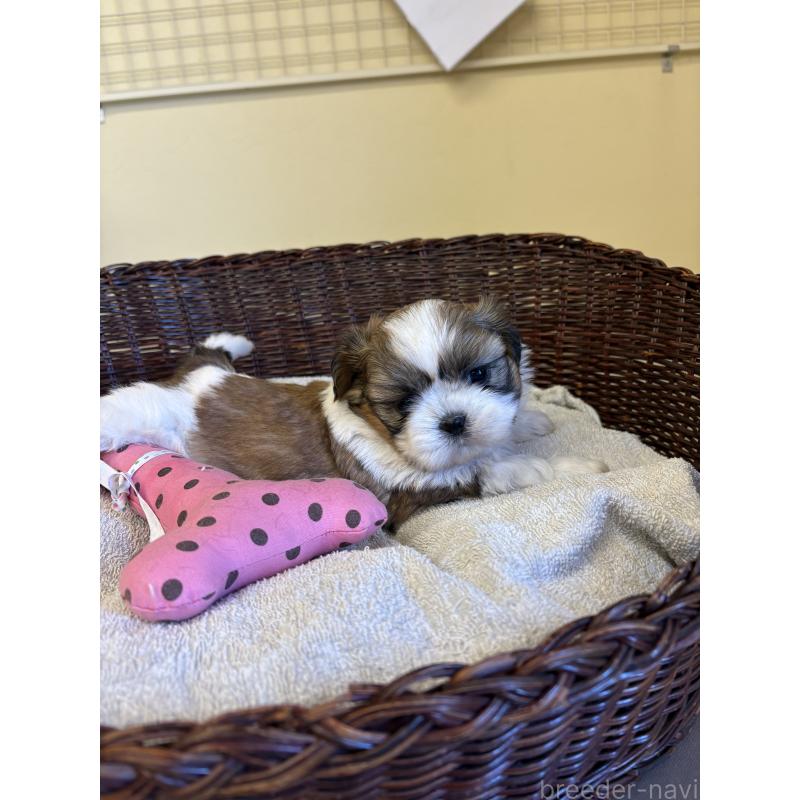 販売中の愛知県のシーズー-426361の3枚目