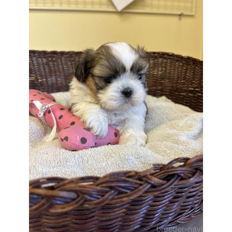 販売中の愛知県のシーズー-426361の2枚目