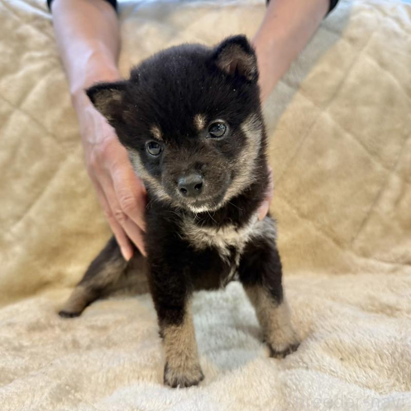 販売中の千葉県の豆柴-419821の2枚目