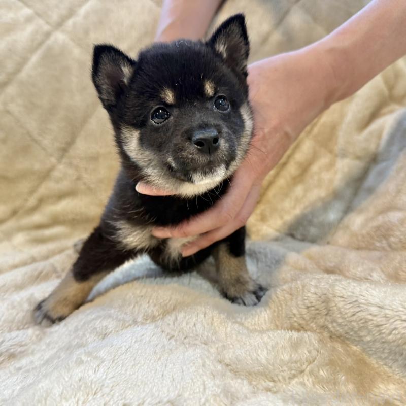 販売中の千葉県の豆柴-419826