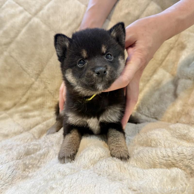 成約済の千葉県の豆柴-419824の1枚目