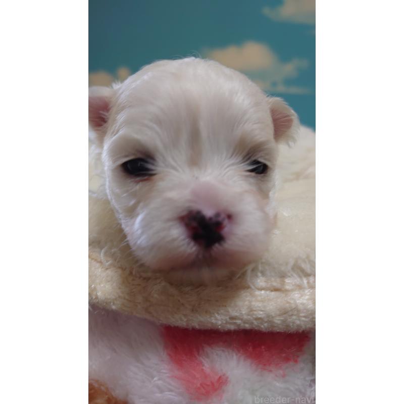 販売中の埼玉県のマルチーズ-426362の3枚目