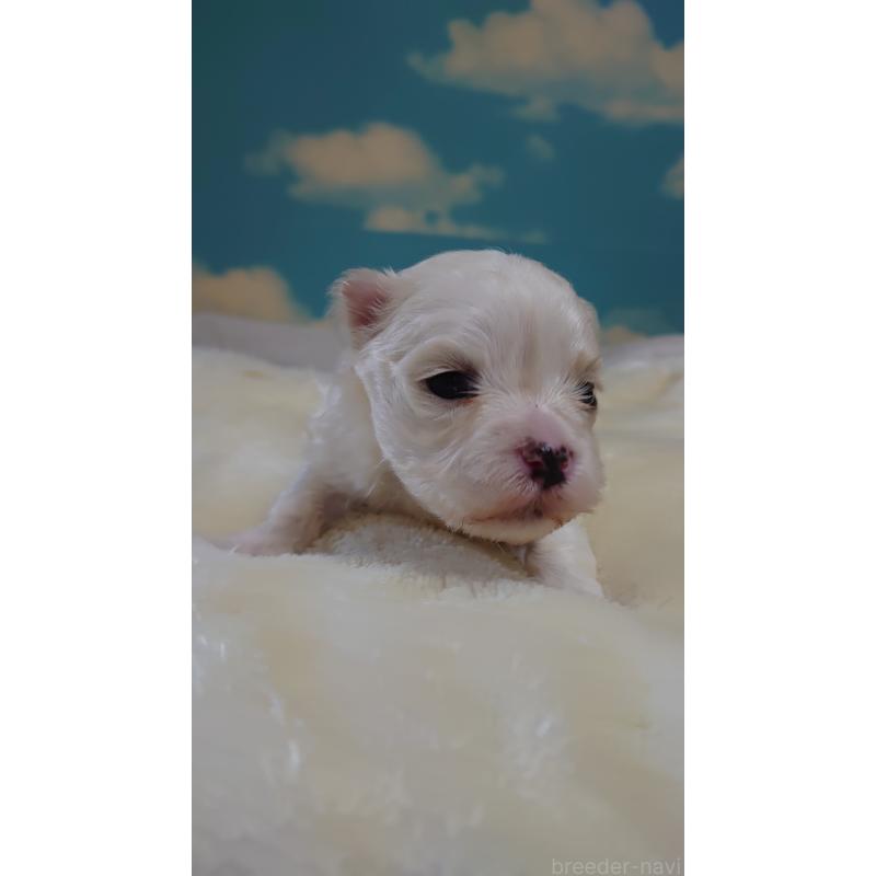 販売中の埼玉県のマルチーズ-426364の3枚目