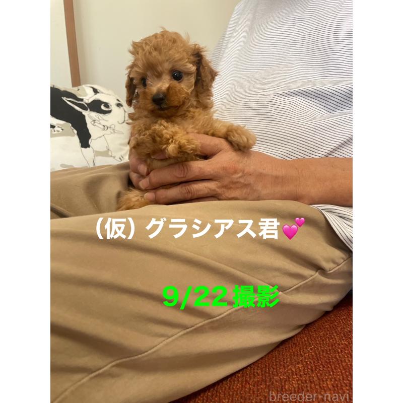 販売中の静岡県のティーカッププードル-426365の5枚目