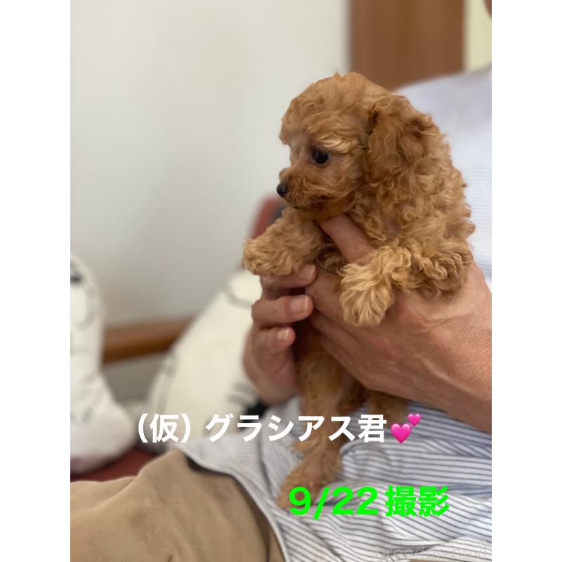 販売中の静岡県のティーカッププードル-426365の4枚目