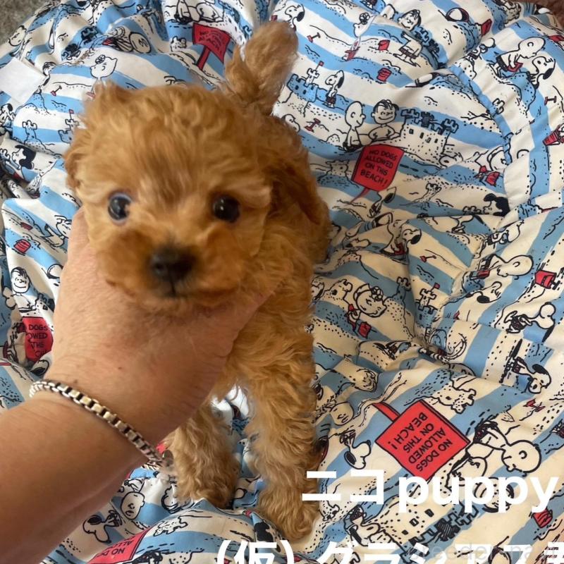 販売中の静岡県のティーカッププードル-426365の3枚目