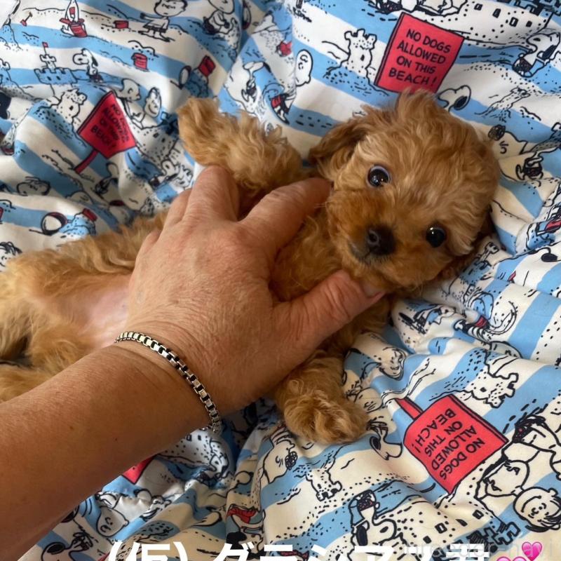 販売中の静岡県のティーカッププードル-426365の2枚目