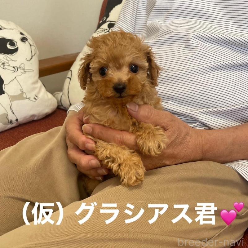 販売中の静岡県のティーカッププードル-426365