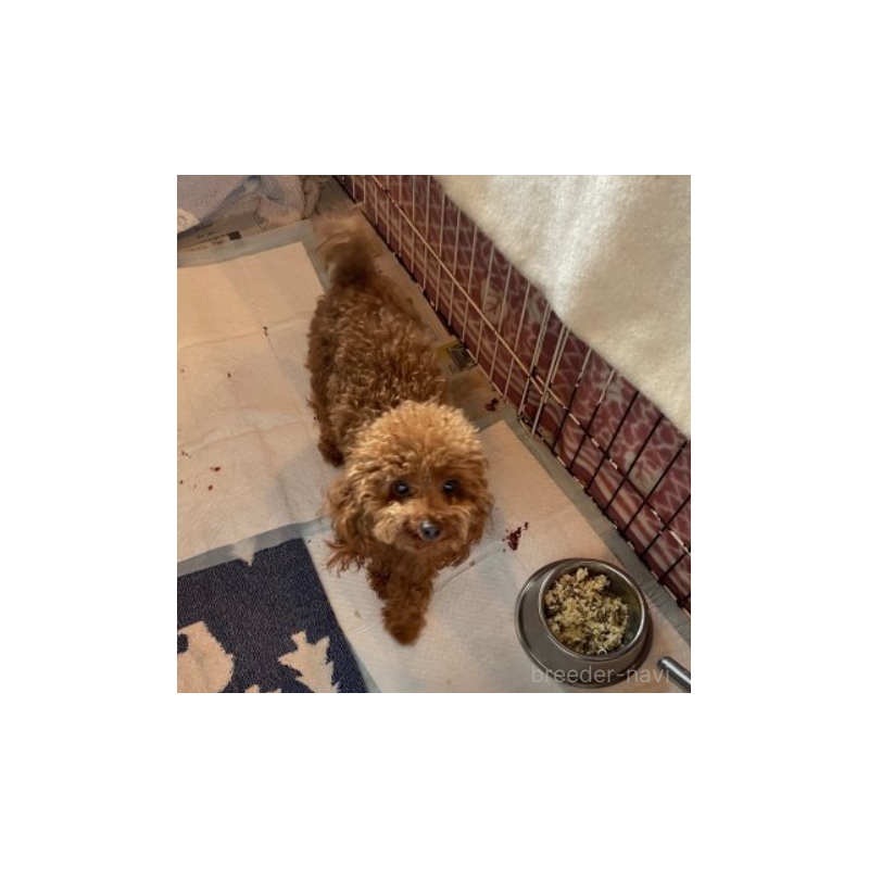 ニコちゃん1枚目