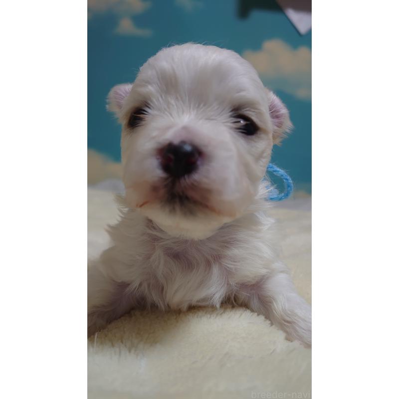 販売中の埼玉県のマルチーズ-426368の2枚目