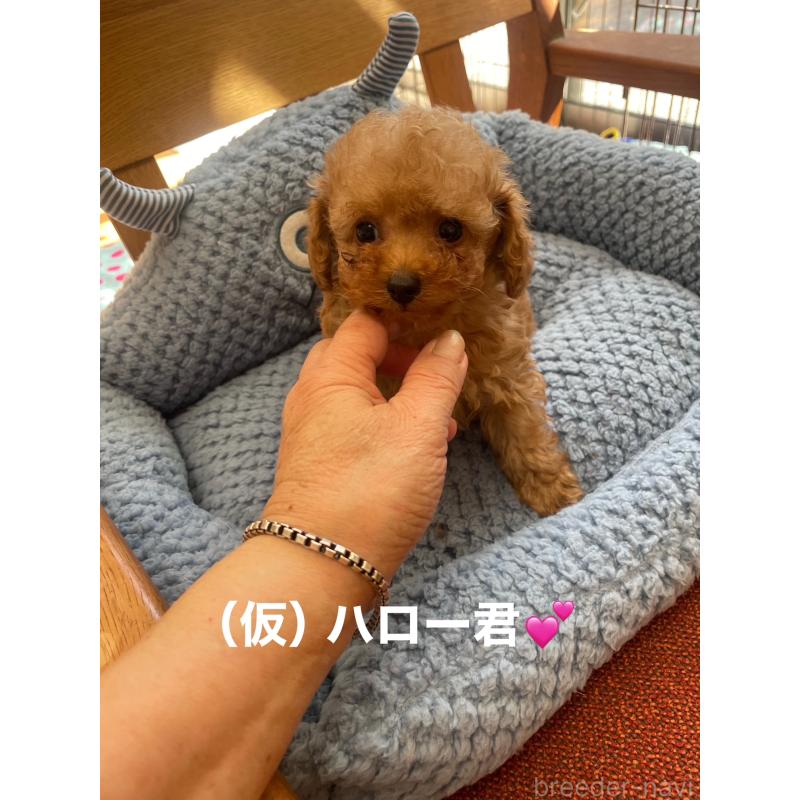 販売中の静岡県のティーカッププードル-426369の7枚目