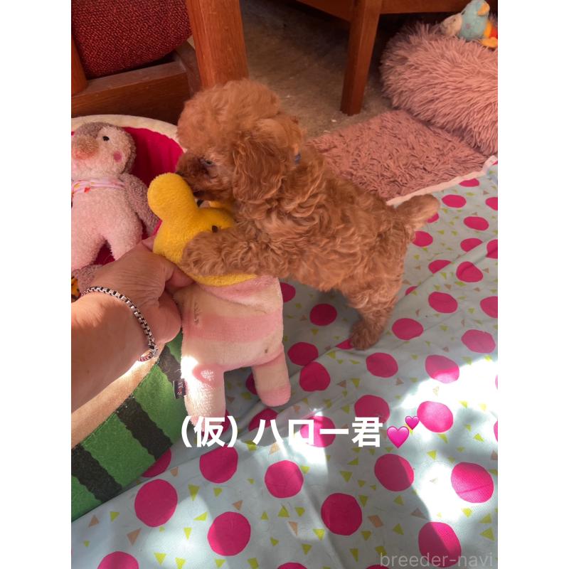 販売中の静岡県のティーカッププードル-426369の6枚目