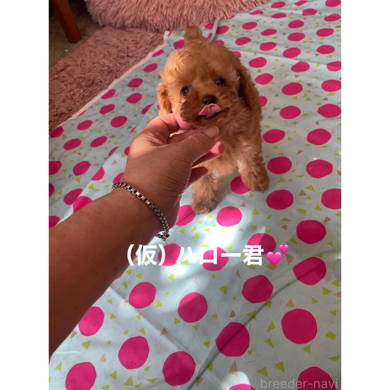 販売中の静岡県のティーカッププードル-426369の5枚目