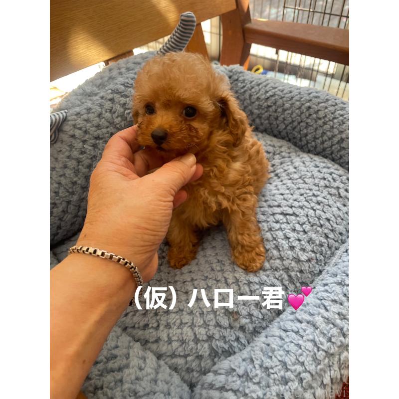 販売中の静岡県のティーカッププードル-426369の4枚目