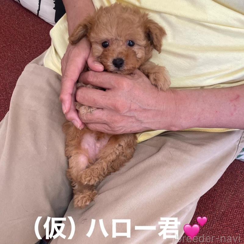販売中の静岡県のティーカッププードル-426369の3枚目