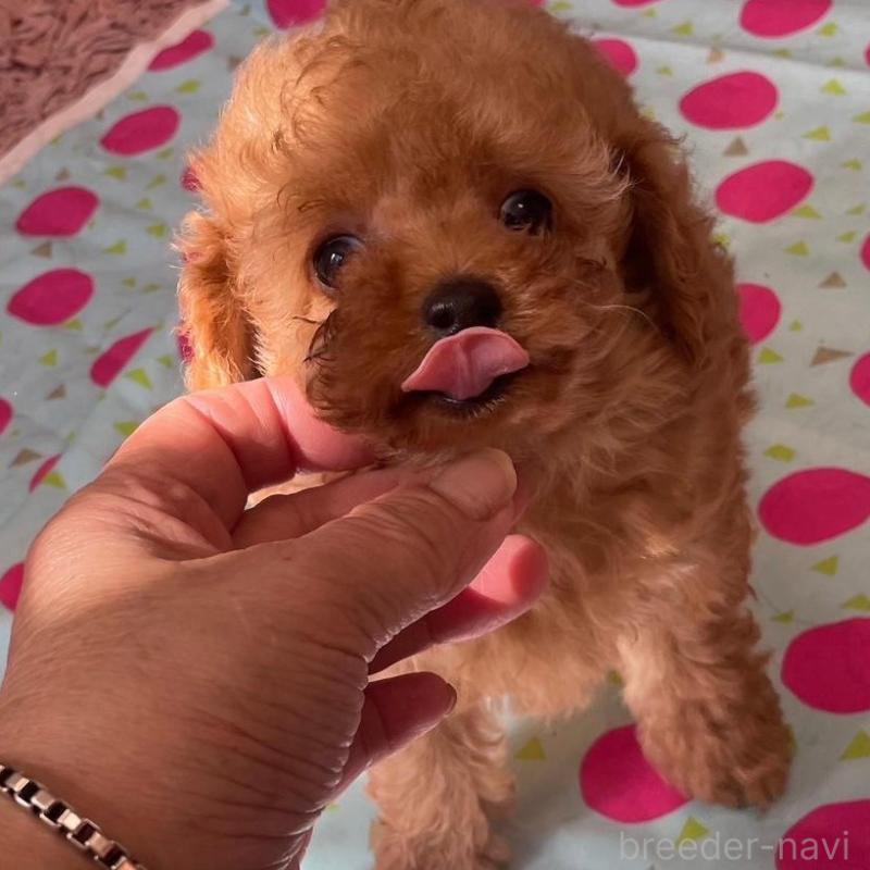 販売中の静岡県のティーカッププードル-426369の1枚目