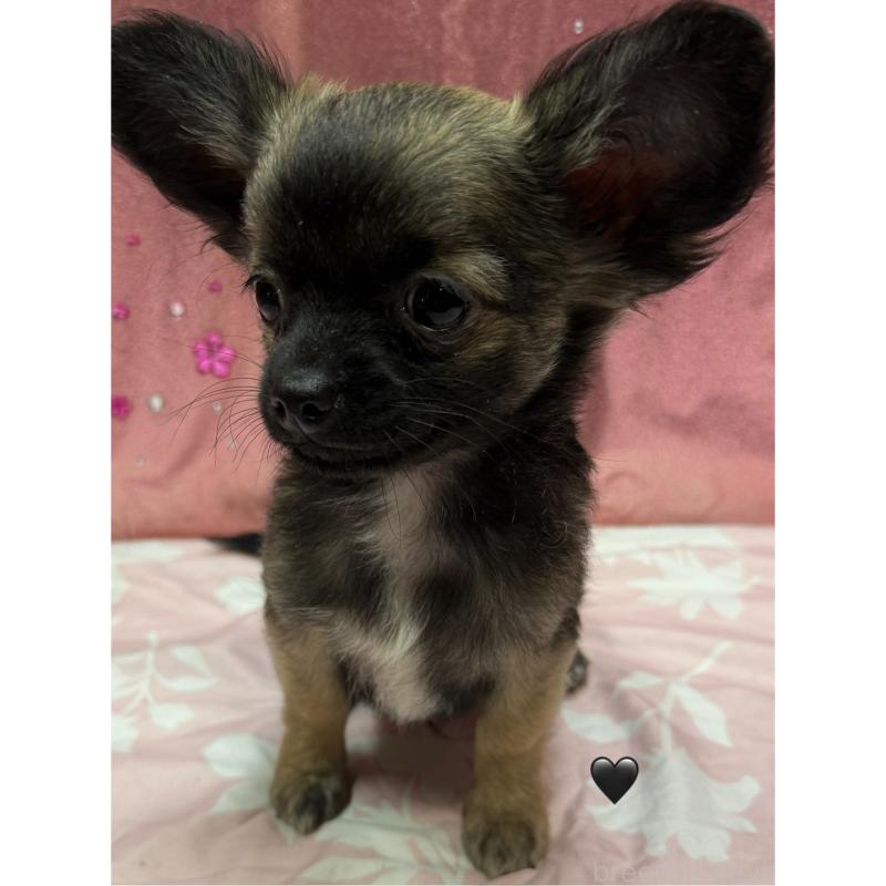 販売中の愛知県のチワワ(ロングコート)-416520の5枚目