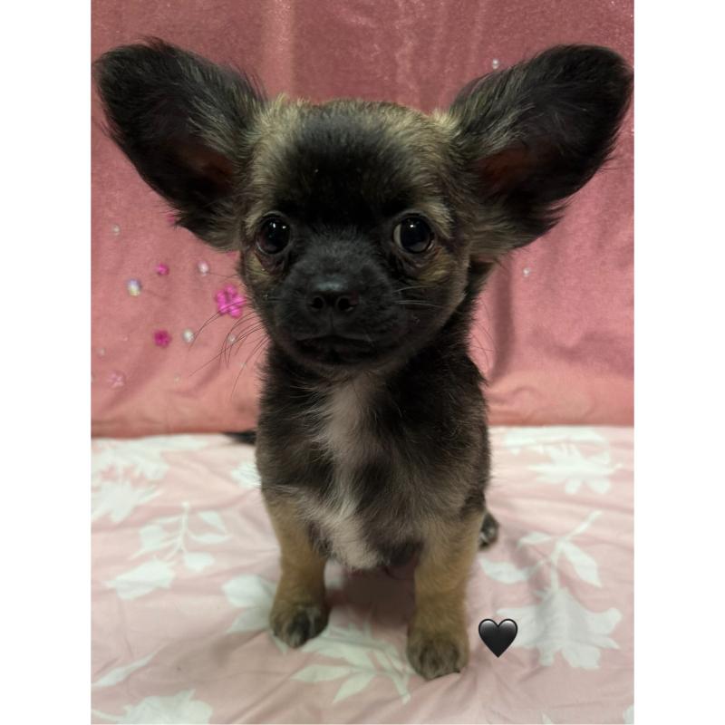 販売中の愛知県のチワワ(ロングコート)-416520の4枚目