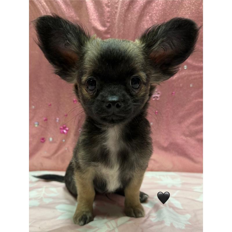 販売中の愛知県のチワワ(ロングコート)-416520