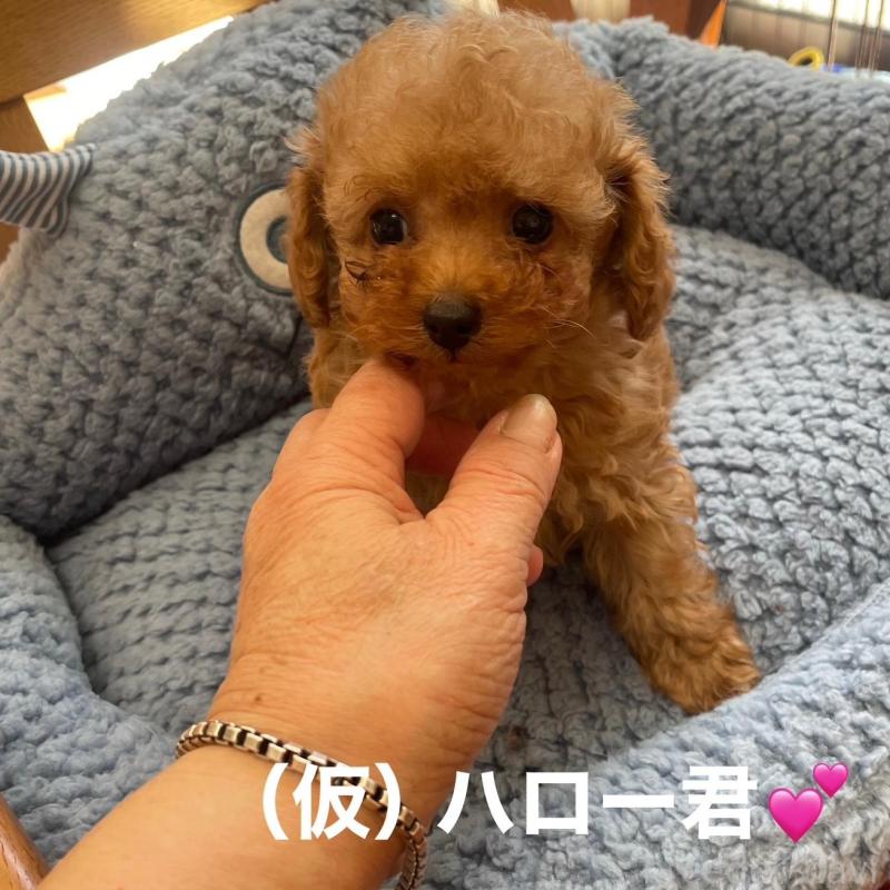 販売中の静岡県のティーカッププードル-426369の2枚目