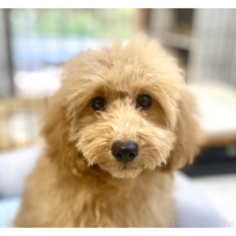 販売中の静岡県のトイプードル-426370の4枚目