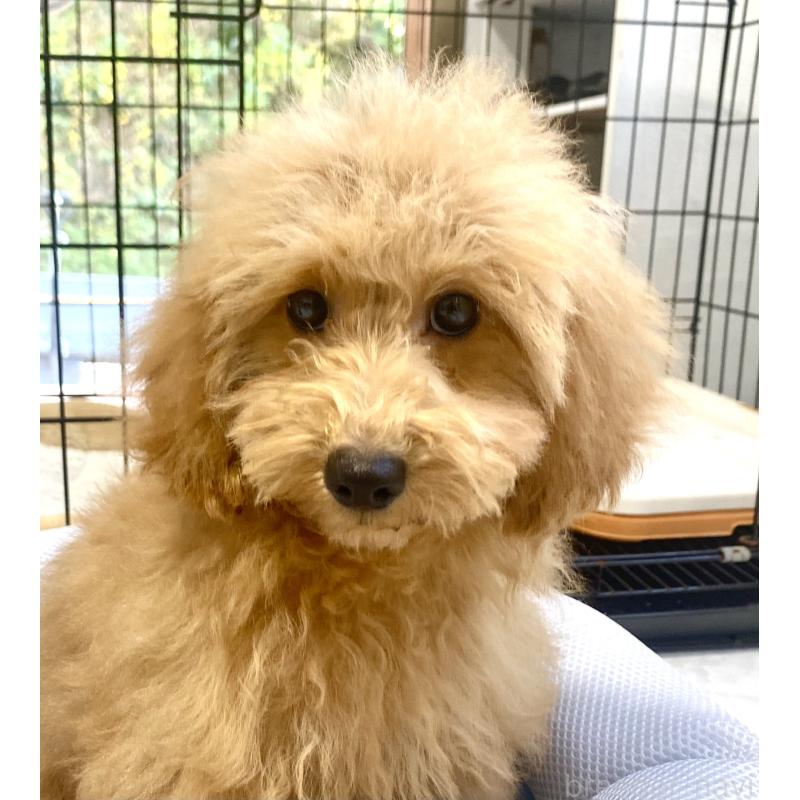 販売中の静岡県のトイプードル-426370の3枚目