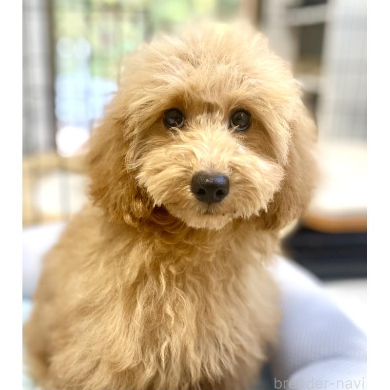 販売中の静岡県のトイプードル-426370の2枚目
