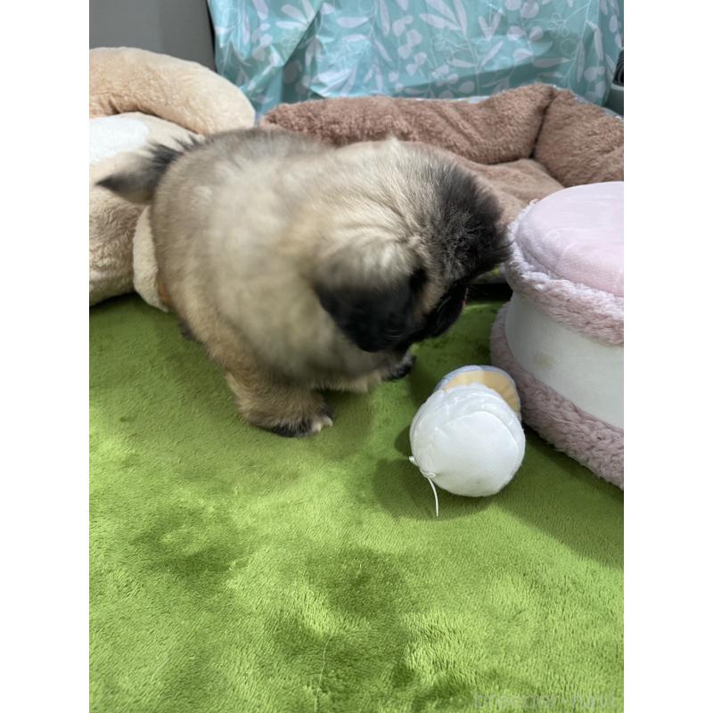 販売中の神奈川県のペキニーズ-426371の4枚目