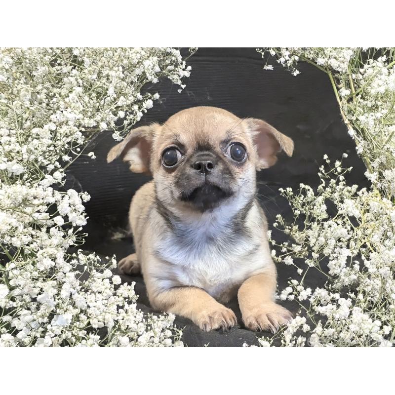 販売中の静岡県のチワワ(スムースコート)-423369