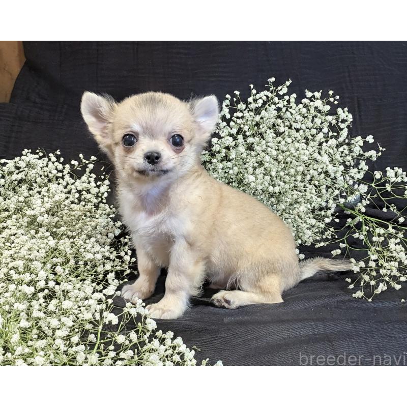 販売中の静岡県のチワワ(ロングコート)-411375