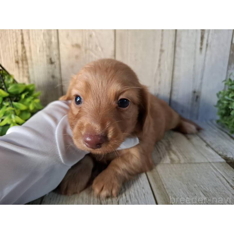 販売中の千葉県のミニチュアダックスフンド(ロングヘアード)-426372の5枚目